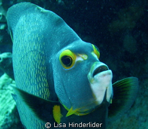 Hello Angel Face! by Lisa Hinderlider 